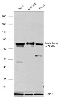 Invitrogen LYRIC Monoclonal Antibody (C6-C10) 100 &mu;L; Unconjugated:Antibodies,