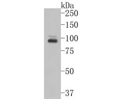 Invitrogen CLEC4F Monoclonal Antibody (10-A6-1) 100 &mu;L | Buy Online | Invitrogen&trade; | Fisher Scientific