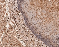 Invitrogen UBA3 Monoclonal Antibody (1C10-5-5) 100 &mu;L; Unconjugated:Antibodies,