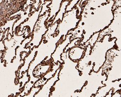 Invitrogen UBA3 Monoclonal Antibody (1C10-5-5) 100 &mu;L; Unconjugated:Antibodies,