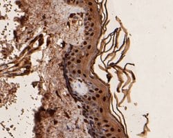 Invitrogen UBA3 Monoclonal Antibody (1C10-5-5) 100 &mu;L; Unconjugated:Antibodies,