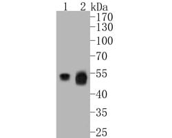 Invitrogen UBA3 Monoclonal Antibody (1C10-5-5) 100 &mu;L; Unconjugated:Antibodies,