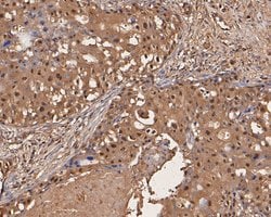 Invitrogen UBA3 Monoclonal Antibody (1B5-2-3) 100 &mu;L; Unconjugated:Antibodies,