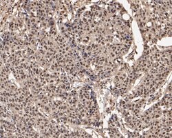 Invitrogen UBA3 Monoclonal Antibody (1B5-2-3) 100 &mu;L; Unconjugated:Antibodies,