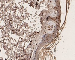 Invitrogen UBA3 Monoclonal Antibody (1B5-2-3) 100 &mu;L; Unconjugated:Antibodies,