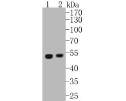 Invitrogen UBA3 Monoclonal Antibody (1B5-2-3) 100 &mu;L; Unconjugated:Antibodies,