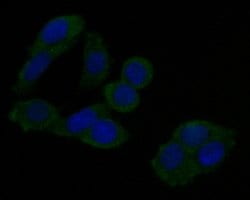 Invitrogen Annexin A3 Monoclonal Antibody (A1F7) 100 &mu;L; Unconjugated:Antibodies,