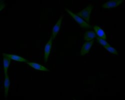 Invitrogen Annexin A3 Monoclonal Antibody (A1F7) 100 &mu;L; Unconjugated:Antibodies,