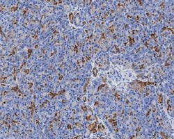 Invitrogen Annexin A3 Monoclonal Antibody (A1F7) 100 &mu;L; Unconjugated:Antibodies,