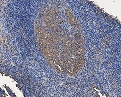 Invitrogen Annexin A3 Monoclonal Antibody (A1F7) 100 &mu;L; Unconjugated:Antibodies,