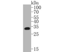 Invitrogen Annexin A3 Monoclonal Antibody (A1F7) 100 &mu;L; Unconjugated:Antibodies,
