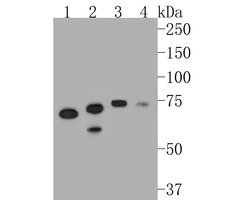 Invitrogen MTA2 Monoclonal Antibody (17A2) 100 &mu;L | Buy Online | Invitrogen&trade; | Fisher Scientific