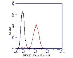Invitrogen NFkB p100 Monoclonal Antibody (16B3) 100 &mu;L; Unconjugated:Antibodies,