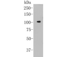 Invitrogen NFkB p100 Monoclonal Antibody (16B3) 100 &mu;L; Unconjugated:Antibodies,