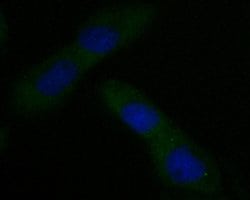 Invitrogen CAPZA1 Monoclonal Antibody (A2E7) 100 &mu;L; Unconjugated:Antibodies,