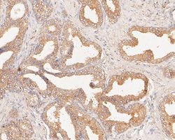 Invitrogen CAPZA1 Monoclonal Antibody (A2E7) 100 &mu;L; Unconjugated:Antibodies,