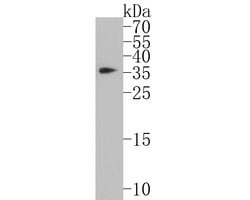Invitrogen CAPZA1 Monoclonal Antibody (A2E7) 100 &mu;L; Unconjugated:Antibodies,