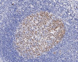 Invitrogen DNMT1 Monoclonal Antibody (A3A8) 100 μL; Unconjugated:Antibodies,