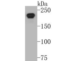 Invitrogen DNMT1 Monoclonal Antibody (A3A8) 100 μL; Unconjugated:Antibodies,