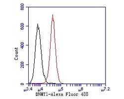 Invitrogen DNMT1 Monoclonal Antibody (A3A9) 100 &mu;L; Unconjugated:Antibodies,