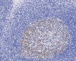 Invitrogen DNMT1 Monoclonal Antibody (A3A9) 100 &mu;L; Unconjugated:Antibodies,
