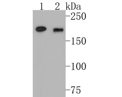 Invitrogen DNMT1 Monoclonal Antibody (A3A9) 100 &mu;L; Unconjugated:Antibodies,