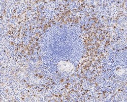 Invitrogen Lysozyme Monoclonal Antibody (A5A8) 100 &mu;L; Unconjugated:Antibodies,