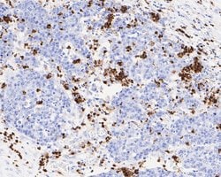 Invitrogen Lysozyme Monoclonal Antibody (A5A8) 100 &mu;L; Unconjugated:Antibodies,