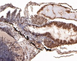 Invitrogen DDX24 Monoclonal Antibody (A3B10) 100 &mu;L; Unconjugated:Antibodies,