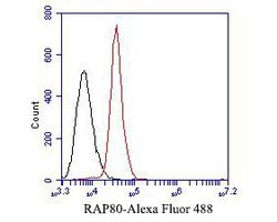 Invitrogen RAP80 Monoclonal Antibody (A1B11) 100 &mu;L; Unconjugated:Antibodies,