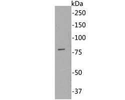 Invitrogen RAP80 Monoclonal Antibody (A1B11) 100 &mu;L; Unconjugated:Antibodies,