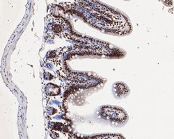 Invitrogen HMGB2 Monoclonal Antibody (10D1) 100 &mu;L; Unconjugated:Antibodies,