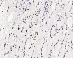 Invitrogen HMGB2 Monoclonal Antibody (10D1) 100 &mu;L; Unconjugated:Antibodies,