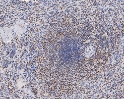 Invitrogen HMGB2 Monoclonal Antibody (10D1) 100 &mu;L; Unconjugated:Antibodies,