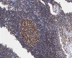 Invitrogen HMGB2 Monoclonal Antibody (10D1) 100 &mu;L; Unconjugated:Antibodies,