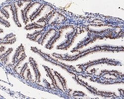 Invitrogen HMGB2 Monoclonal Antibody (10D1) 100 &mu;L; Unconjugated:Antibodies,