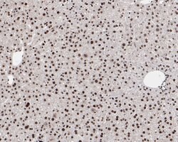 Invitrogen HMGB2 Monoclonal Antibody (10D1) 100 &mu;L; Unconjugated:Antibodies,