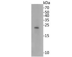 Invitrogen HMGB2 Monoclonal Antibody (10D1) 100 &mu;L; Unconjugated:Antibodies,
