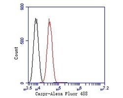Invitrogen CASPR Monoclonal Antibody (A2D3) 100 &mu;L; Unconjugated:Antibodies,