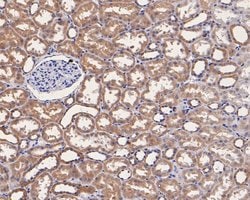 Invitrogen CASPR Monoclonal Antibody (A2D3) 100 &mu;L; Unconjugated:Antibodies,