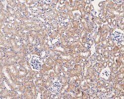 Invitrogen CASPR Monoclonal Antibody (A2D3) 100 &mu;L; Unconjugated:Antibodies,