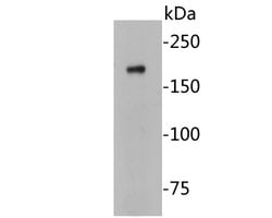 Invitrogen CASPR Monoclonal Antibody (A2D3) 100 &mu;L; Unconjugated:Antibodies,