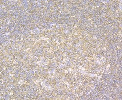 Invitrogen CHI3L1 Monoclonal Antibody (10C1) 100 &mu;L; Unconjugated:Antibodies,