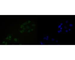 Invitrogen NuMA Monoclonal Antibody (A3A2) 100 &mu;L; Unconjugated:Antibodies,