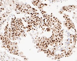 Invitrogen NuMA Monoclonal Antibody (A3A2) 100 &mu;L; Unconjugated:Antibodies,
