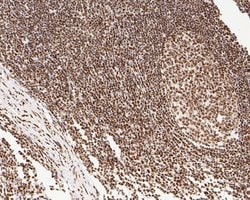Invitrogen NuMA Monoclonal Antibody (A3A2) 100 &mu;L; Unconjugated:Antibodies,