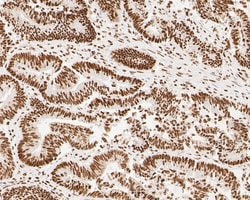 Invitrogen NuMA Monoclonal Antibody (A3A2) 100 &mu;L; Unconjugated:Antibodies,