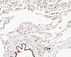 Invitrogen NuMA Monoclonal Antibody (A3A2) 100 &mu;L; Unconjugated:Antibodies,
