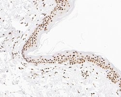 Invitrogen NuMA Monoclonal Antibody (A3A2) 100 &mu;L; Unconjugated:Antibodies,