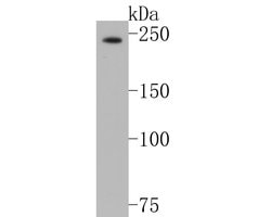 Invitrogen NuMA Monoclonal Antibody (A3A2) 100 &mu;L; Unconjugated:Antibodies,